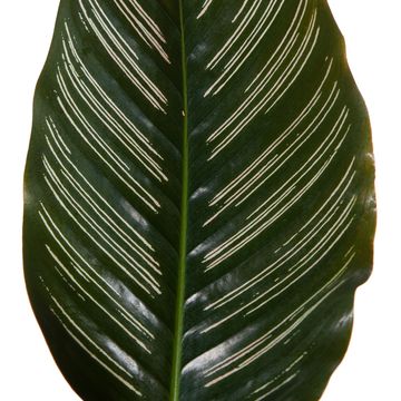 Calathea ornata