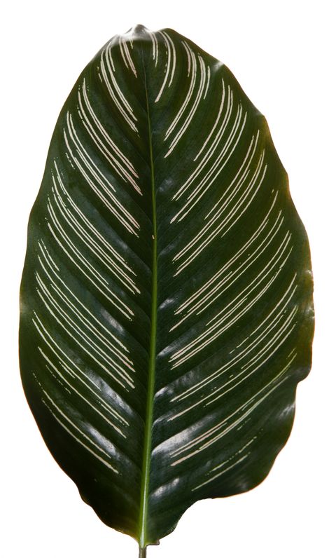 Calathea ornata