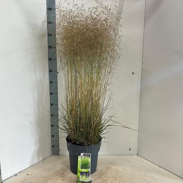 Deschampsia cespitosa 'Tardiflora'