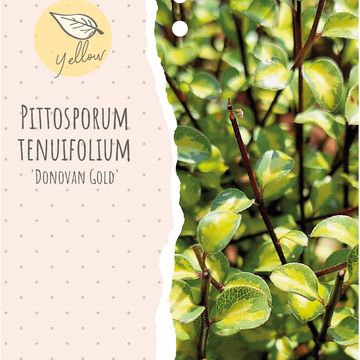 Pittosporum tenuifolium 'Donovan Gold'