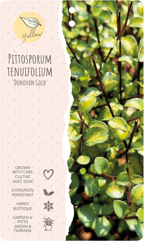 Pittosporum tenuifolium 'Donovan Gold'