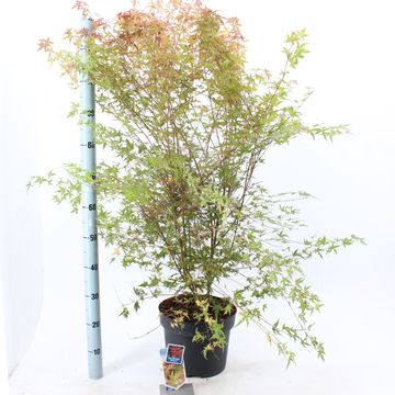 Acer palmatum 'Phoenix'