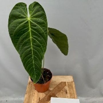 Anthurium queremalense