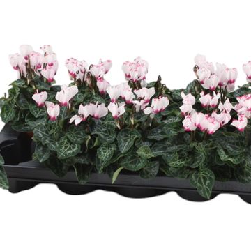 Cyclamen persicum 'Metis Victoria'