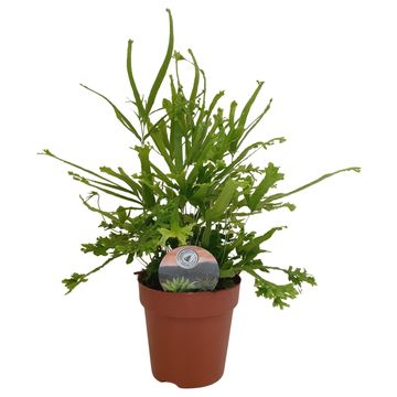 Pteris cretica 'Roeweri'