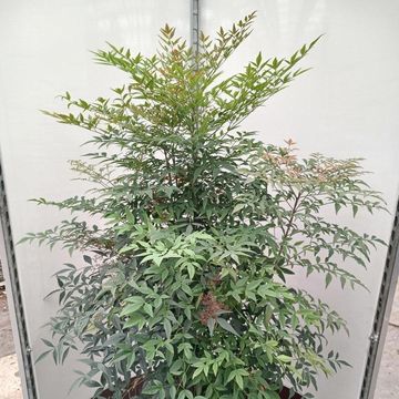 Nandina domestica