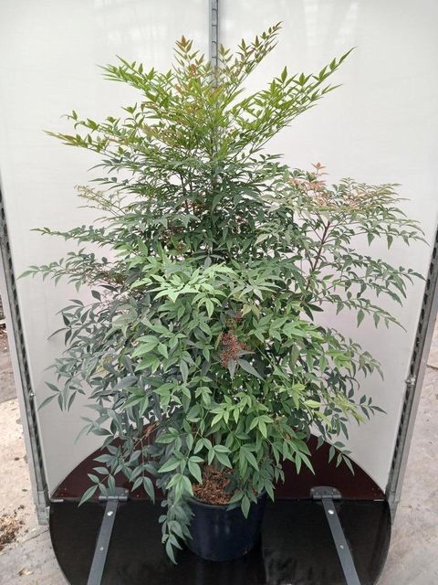Nandina domestica