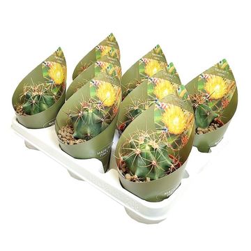 Melocactus curvispinus