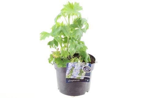 Delphinium 'Magic Fountains Sky Blue White Bee'