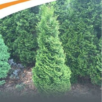 Thuja occidentalis 'Hurricane'