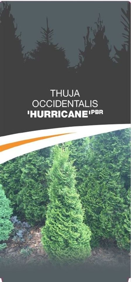 Thuja occidentalis 'Hurricane'