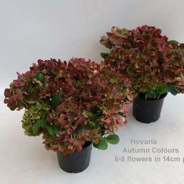 Hydrangea macrophylla MIX