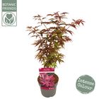 Acer palmatum 'Twombly’s Red Sentinel'