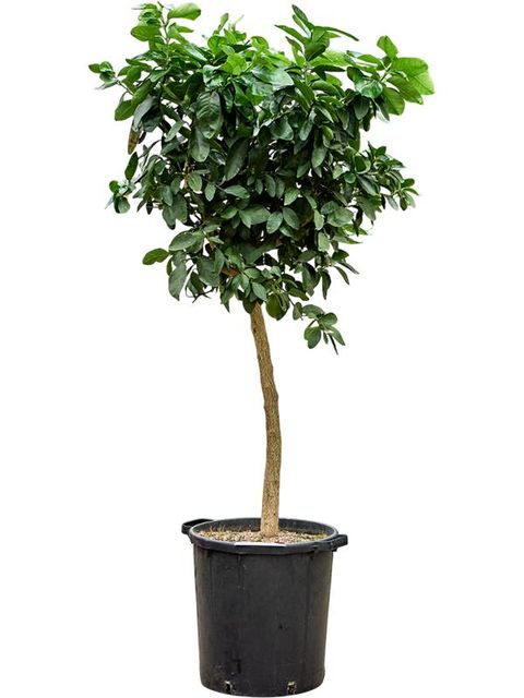 Citrus x aurantiifolia 'Lime Verde'