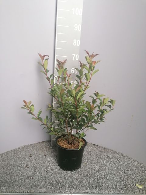 Photinia x fraseri 'Robusta Compacta'
