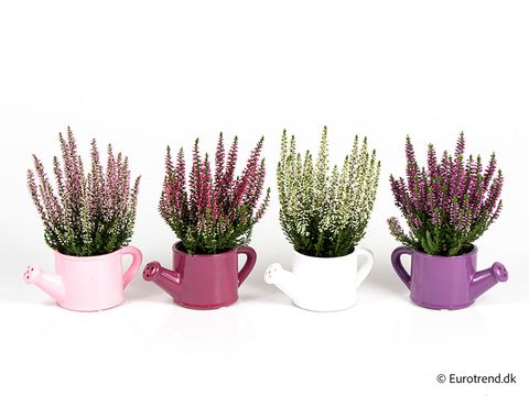 Calluna vulgaris MIX