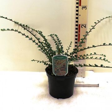 Cotoneaster horizontalis