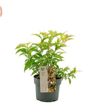 Leucothoe fontanesiana 'Rainbow'