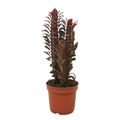 Euphorbia trigona 'Rubra'
