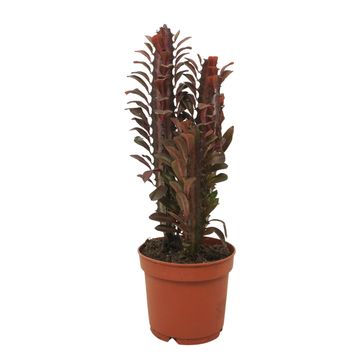 Euphorbia trigona 'Rubra'