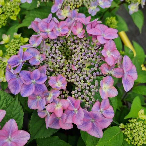 Hydrangea MILLION STARS SIRIUS BLUE