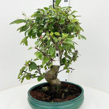 Malus halliana