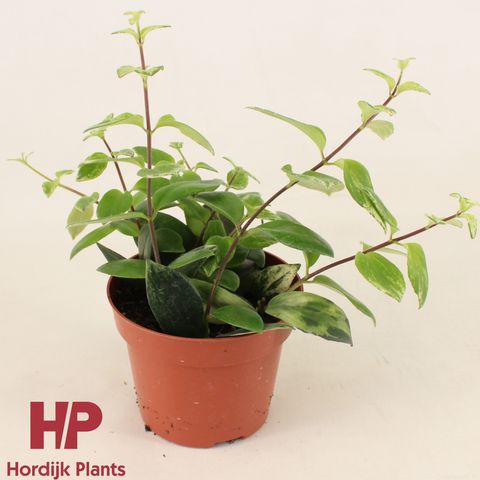 Aeschynanthus lobbianus 'Variegatus'