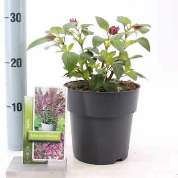 Salvia LOVE AND WISHES