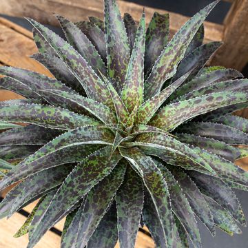 x Mangave 'Moonglow'