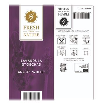 Lavandula stoechas 'Anouk White'