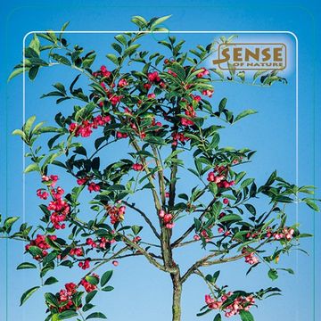 Euonymus phellomanus