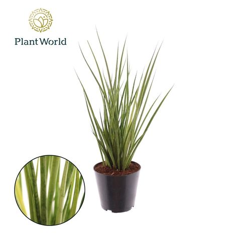 Sansevieria cylindrica 'Medusa'