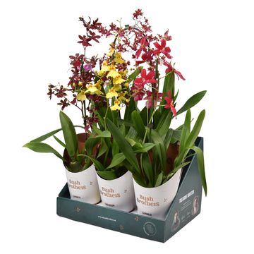 Orchid MIX