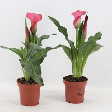 Zantedeschia 'Garnet Glow'