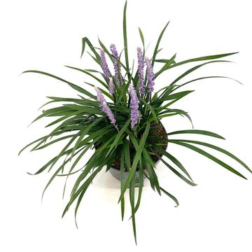 Liriope muscari 'Moneymaker'