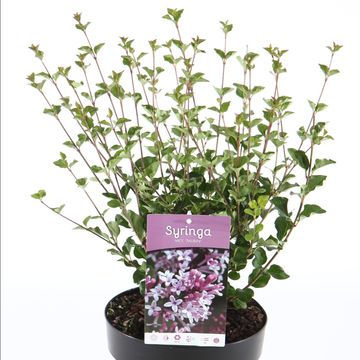 Syringa meyeri 'Palibin'