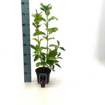 Euonymus europaeus 'Red Cascade'