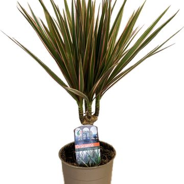 Dracaena bicolor