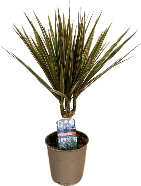 Dracaena bicolor