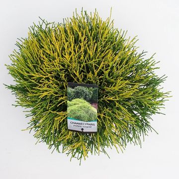 Chamaecyparis pisifera 'Sungold'