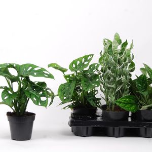 Foliage plants MIX (Van der Arend Tropical Plantcenter)