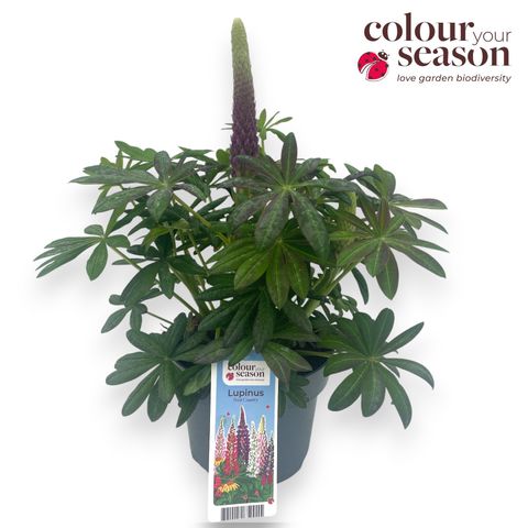 Lupinus WEST COUNTRY BLUE