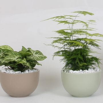 Düzenlemeler Houseplants