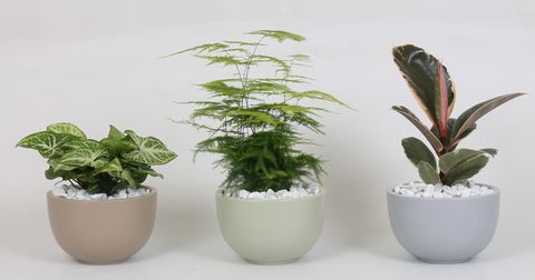 Järjestelyt Houseplants