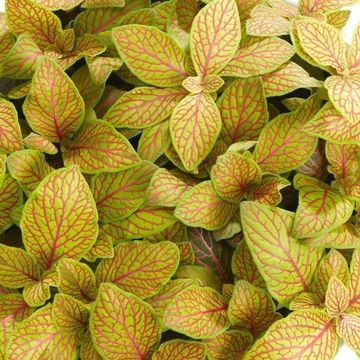 Fittonia MOSAIC SKELETON