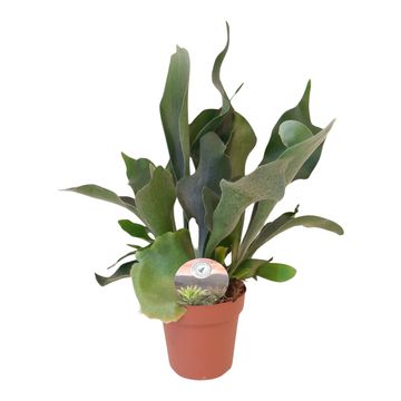 Platycerium bifurcatum