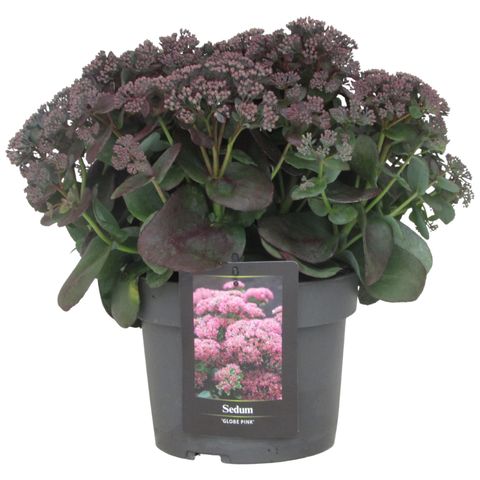 Sedum GLOBE PINK