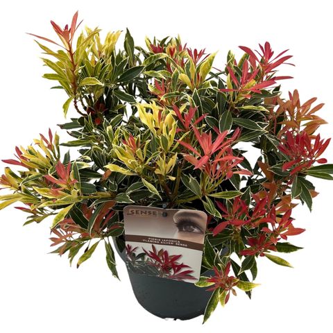 Pieris 'Flaming Silver'