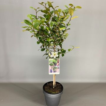 Magnolia laevifolia GAILS FAVOURITE