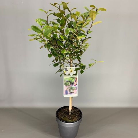 Magnolia laevifolia GAILS FAVOURITE